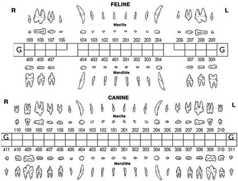 Dental Chart Image Canine Feline